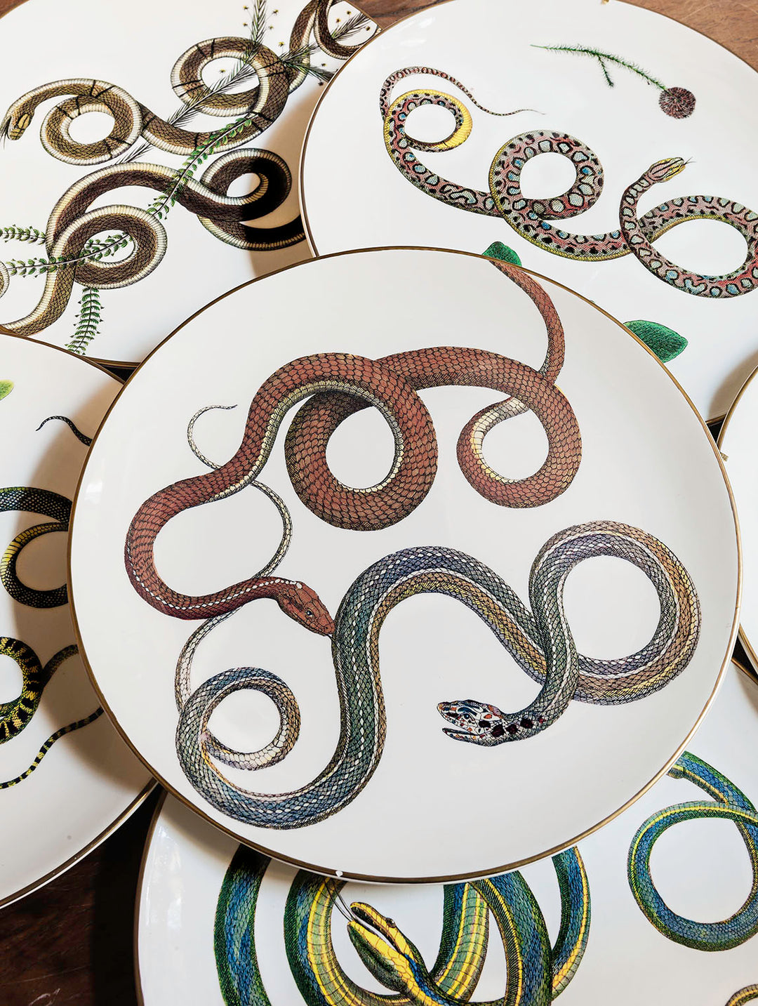 Snakes 09 – Laboratorio Paravicini